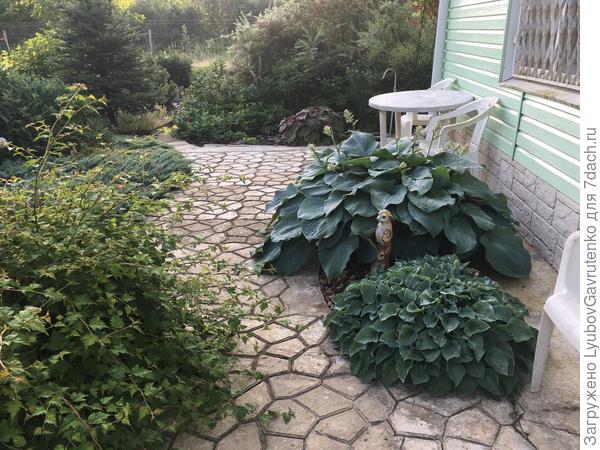 Сизые хосты в кармане мощения