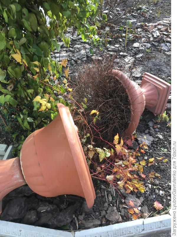 15 ноября - пора спать...