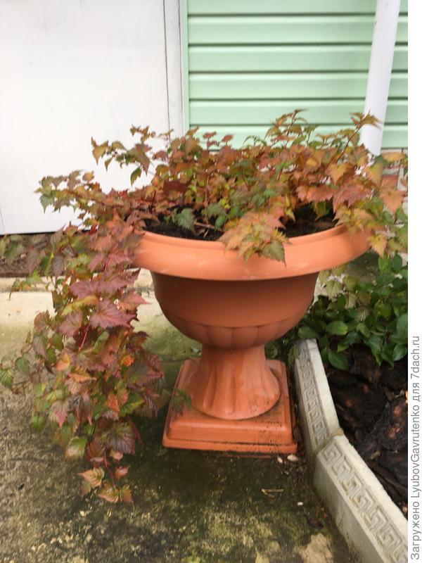 Стефанандра в вазоне, фото от 28 окт.