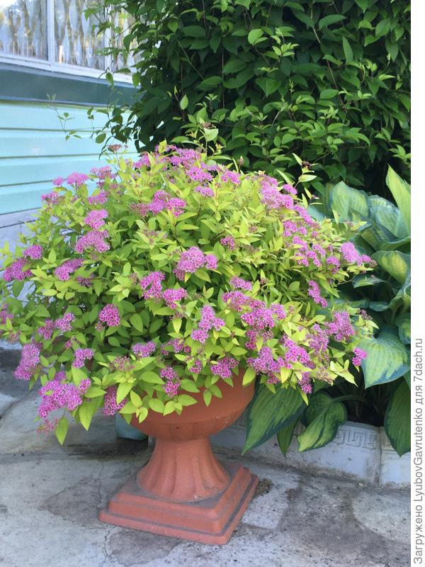 Почти не сажаю в кашпо однолетники...