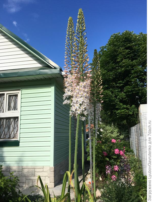 Июнь - цветение