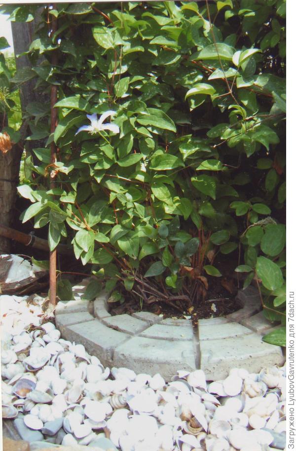 Через такую &amp;quot;мульчу&amp;quot; сорнякам не пробиться)))