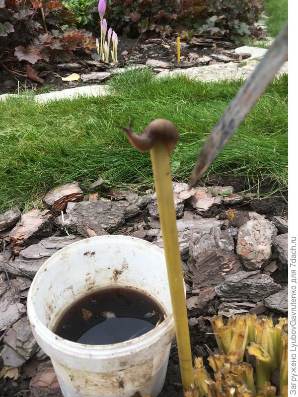 Тут-то ей и абзац пришёл - ведёрко с крепким р-ром удобрения и справа нож, которым спихну туда слизня. Вся жизнь - борьба)