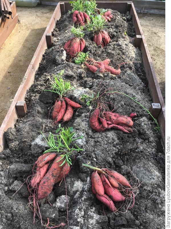 Вот так выглядел урожай батата в прошлом году; рос, конечно, слишком свободно, но у меня стандартные грядки 1х3 м, а больше 10 кустов мне не нужно