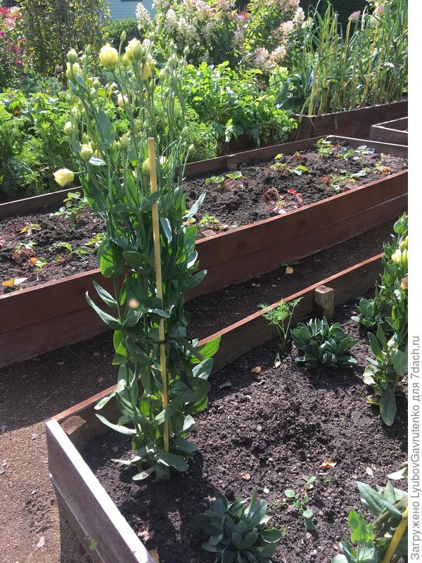 Конечно, по сути это целый букет...