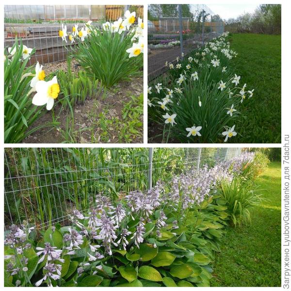 Зазаборная полоса из хост и нарциссов - работает и весной, и летом