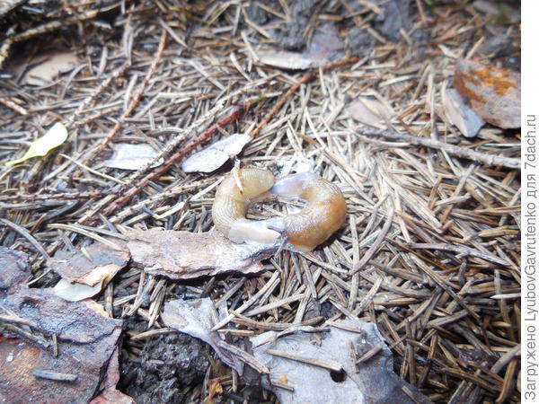 ЛЮБОФФФ! Что ей может помешать?