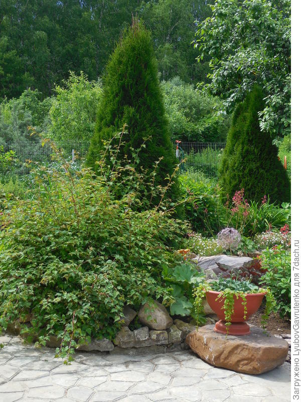 Стефанандра на приподнятой клумбе (бывший бассейнчик)