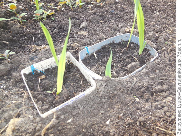 Переваливаем в грунт, сняв донышки