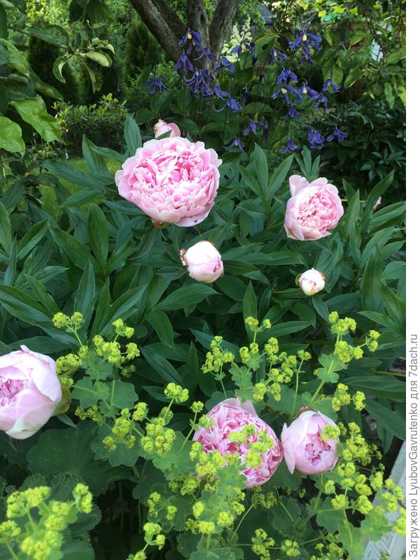 Разве не прелестен дуэт Сары Бернар с манжеткой?