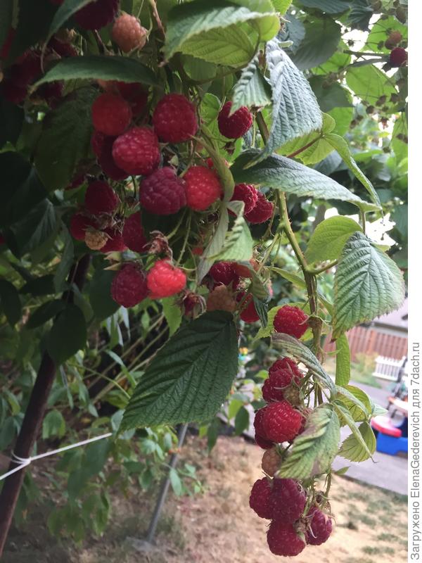 Собираю урожай июня по октябрь.Первый урожай с прошлогодних побегов. В это же время подрастает молодая поросль, которая начинает плодоносить в августе.