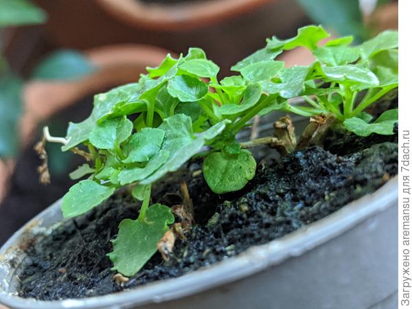 То самое растение