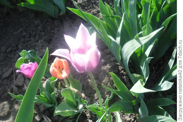 еще разноцветные тюльпаны