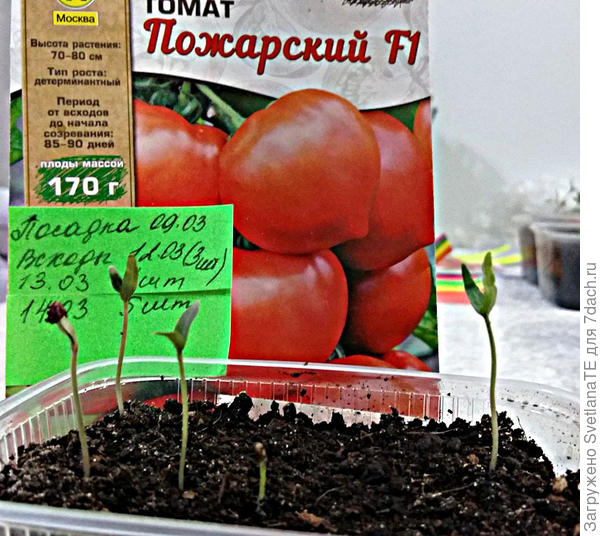 14 марта. Взошел пятый томат, опять в семенной оболочке.
