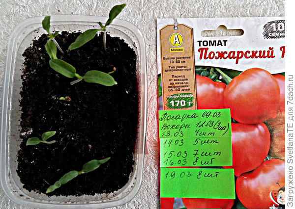 16 - 19 марта 8 всходов.