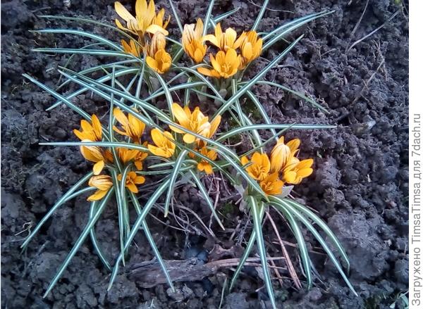 Крокусы мини