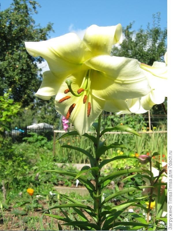 Хотелось белоснежную. Расцвела такая. Но тоже красота