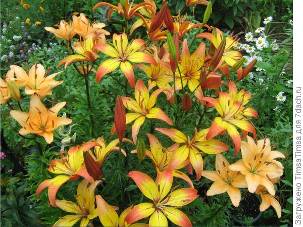 Двухлетние "ветераны"