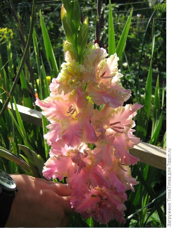 Любимый № 2