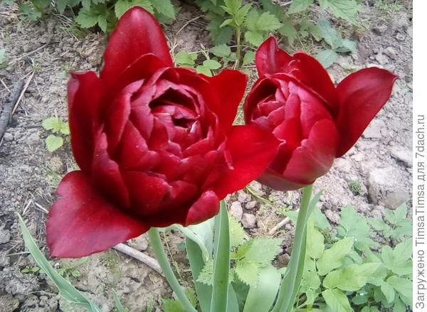 Эти Он и Она, эти двое...