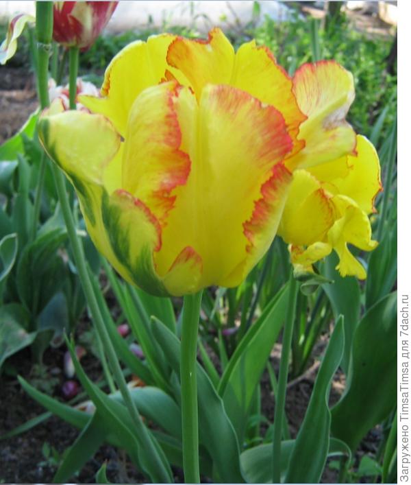 Попугайчики бывают разные