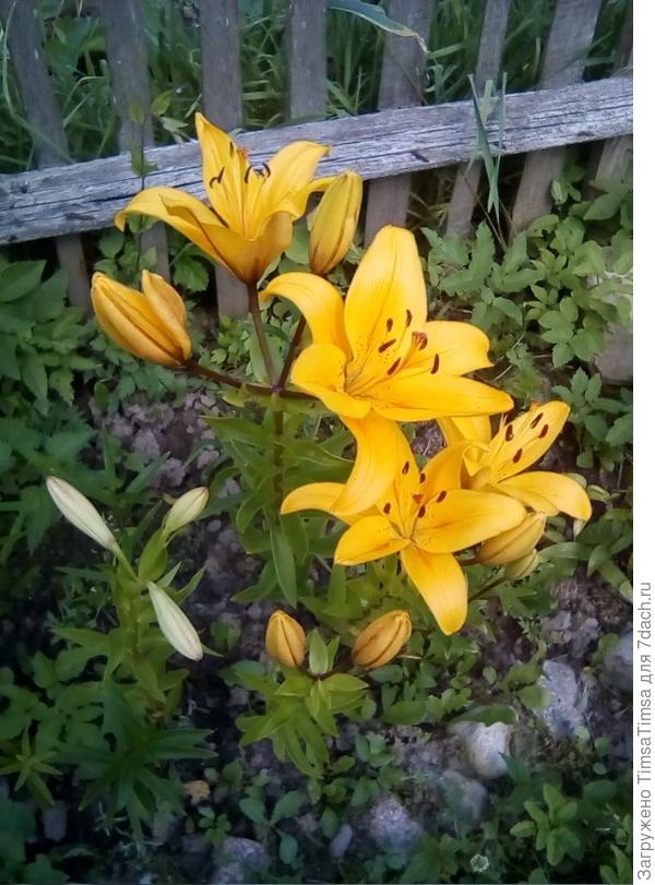 Дождливым летом заменила солнышко ))