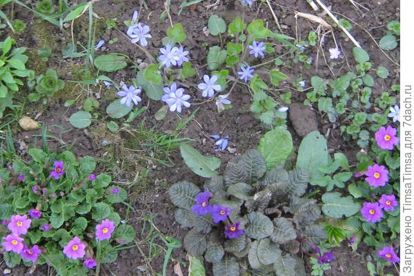 первоцветы