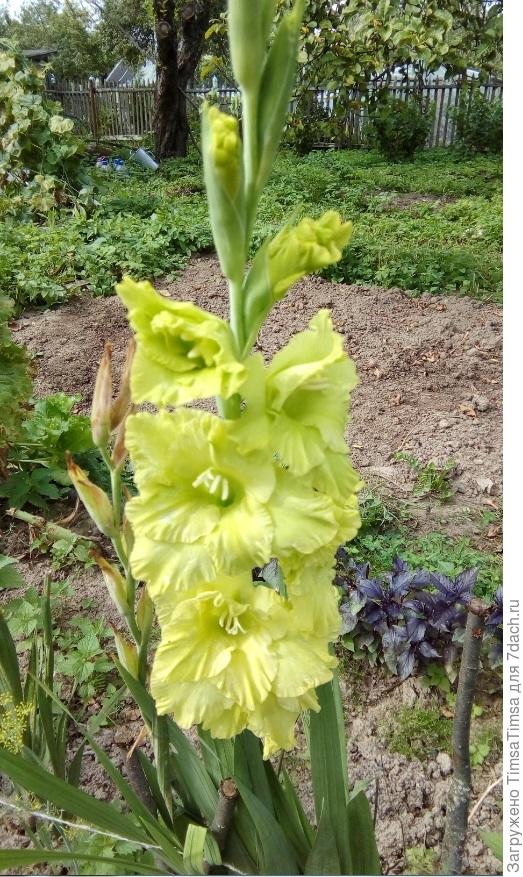 Зеленый - муж захотел ))