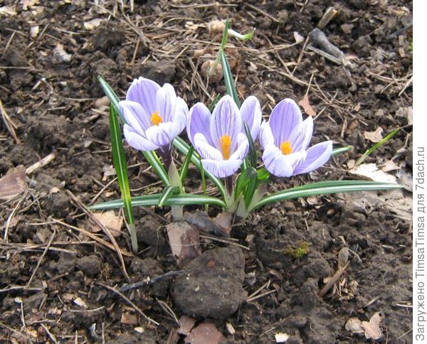 Трое из ларца