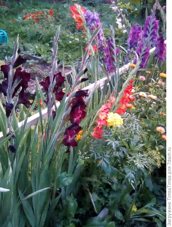 То ли грядка, то ли...