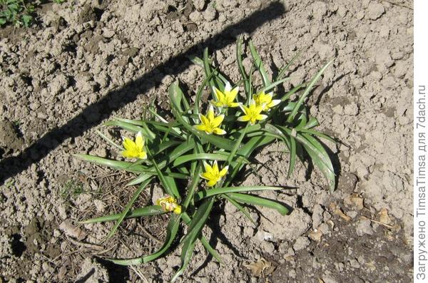 ранние тюльпанчики