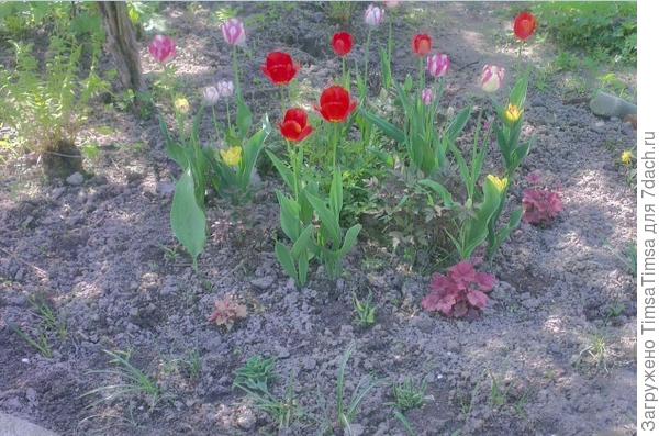 Качество фото ужасное. но видно, что тюльпаны изрядно опережают астильбы и хосты. Когда будут отцветать, их листву прикроют подросшие соседи. Крокусы уже отошли.