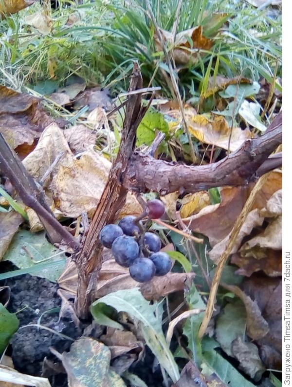 нежданно-негаданно первый урожай