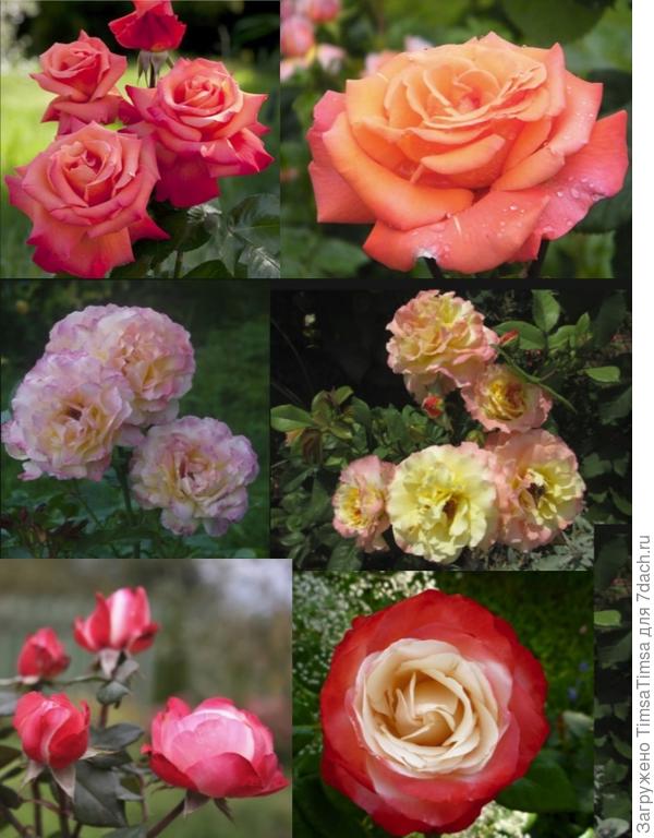 по два варианта каждого сорта