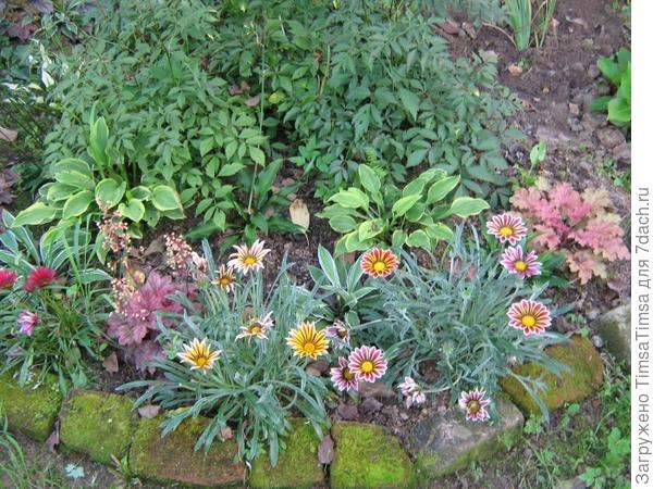 Компания: гацания, гейхера, хоста, астильба