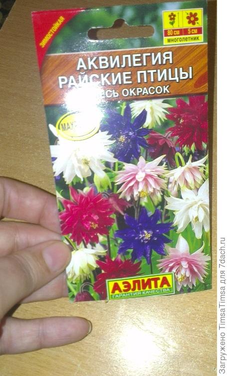 Аэлита не подвела