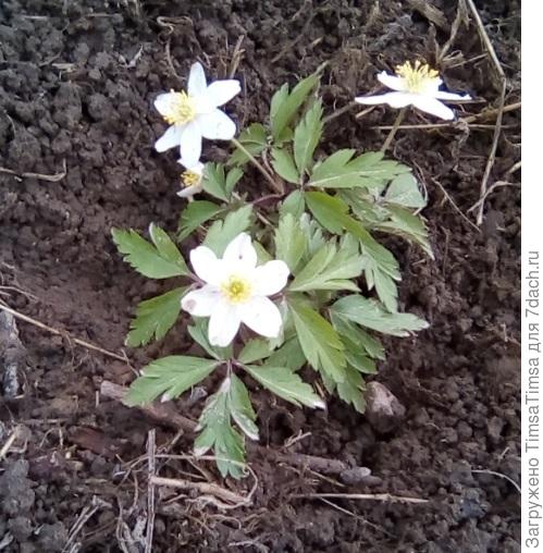 Ветренница