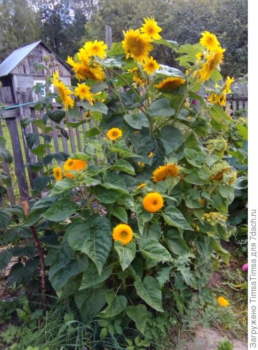 В этом году специально купила подсолнухи разной высоты и цвета. Надеюсь, что получится красиво )))