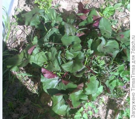 по прошествии 2-3 недель после фотографирования, он прибавил в росте раза в полтора уже