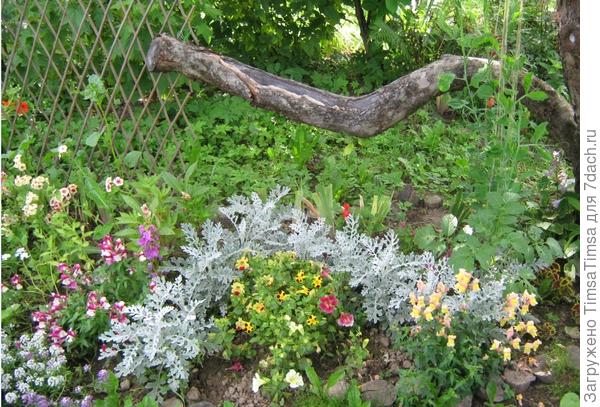 Слева - бело-розовые - выращены рассадой, справа - желто-оранжевые - перезимовали