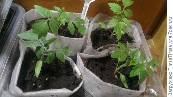 Сначала стаканчик подвернут