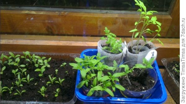 Темрюк - тонкий и звонкий, а вот Непас розовый (в стаканчике слева) - крепыш!