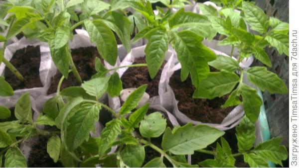 потом грунт досыпаю