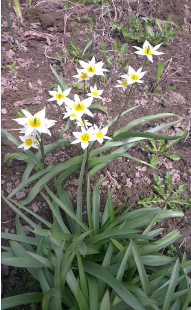 Тюльпан Turkestaniсa