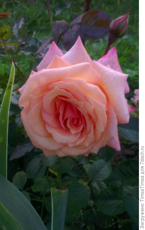 Они (две одинаковые) красивые, но не Луиза (((