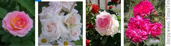 Простите, Пьер Ваш, мой только посажен. И Розариум уж слишком ярок, но лучше фото не получилось ((