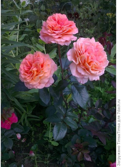 Бельведер - любовь с первого цветка ))