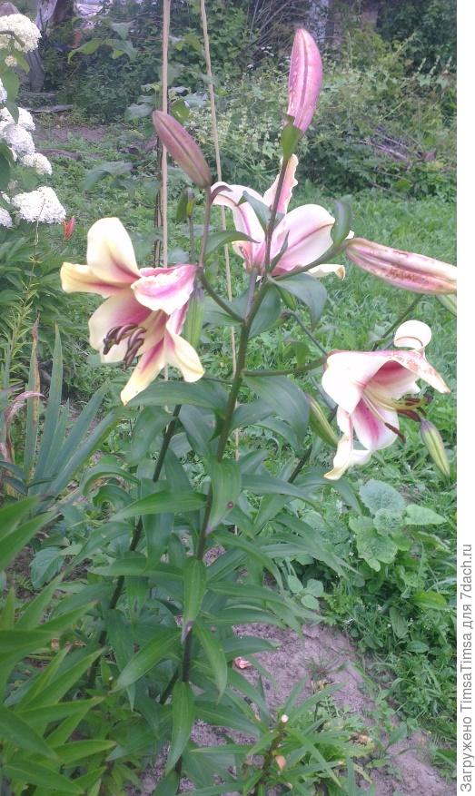 Лавон хороша