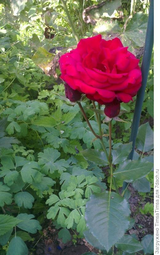 малышка Сантана. Цветок крупный, роскошного глубокого цвета