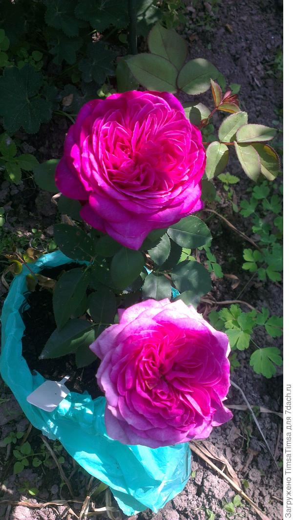 это ее временное пристанище, в ожидании компании и постоянной клумбы